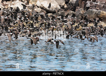 Eine Herde von heermann von Möwen, Larus heermanni, Flucht, Isla Rasa, Baja California, Mexiko. Stockfoto