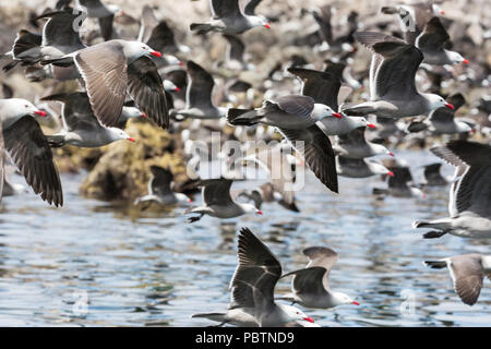 Eine Herde von heermann von Möwen, Larus heermanni, Flucht, Isla Rasa, Baja California, Mexiko. Stockfoto