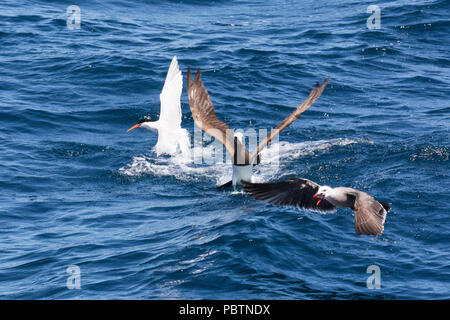 Ein erwachsener Heermann von Möwen, Larus heermanni, steeling eine Sardine, Isla Rasa, Baja California, Mexiko. Stockfoto