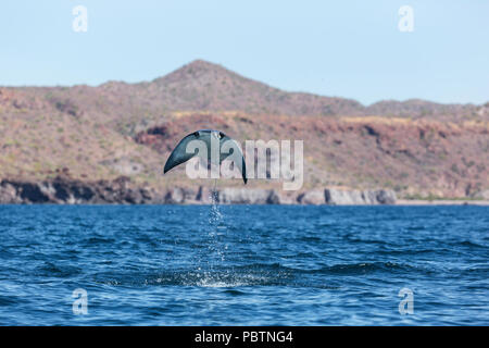 Die Erwachsenen Munk mobula Ray, Mobula munkiana, Springen in der Nähe von Isla Danzante, Baja California Sur, Mexiko. Stockfoto