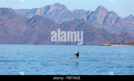 Die Erwachsenen Munk mobula Ray, Mobula munkiana, Springen in der Nähe von Isla Danzante, Baja California Sur, Mexiko. Stockfoto