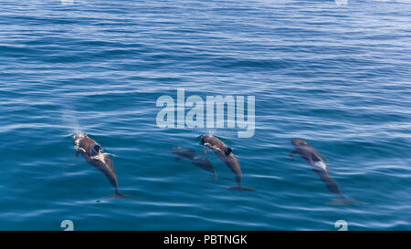 Short-finned pilot Walen, GLOBICEPHALA MACRORHYNCHUS, Tauchen in der Nähe von Isla Danzante, BCS, Mexiko. Stockfoto