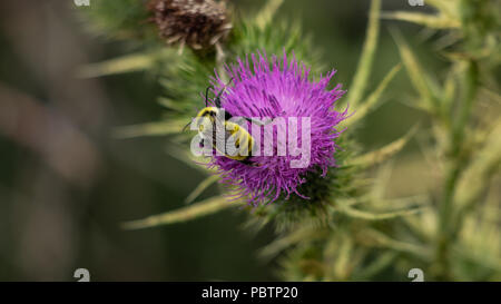 Golden nördlichen Hummel, Bombus fervidus, Bestäubung eine Moschus Thistle Blume, Cardus nutans Juli 28 2018 Lakewood, Colorado USA Stockfoto