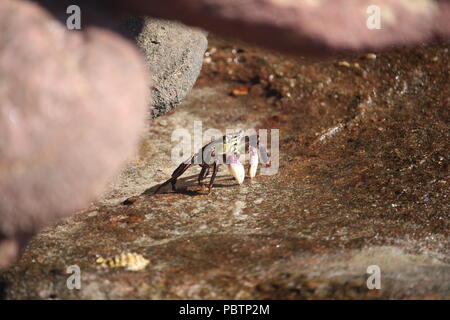 Krabben in rockpool Stockfoto