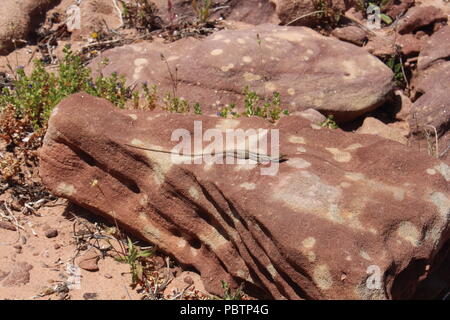 Lizard Sonnenbaden auf Felsen Stockfoto