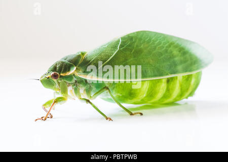 Close up isolierten Ansichten von hellen Gelb Grün Flasche Zikade. Aufgeblähten, aufgeblähter Bauch auf fliegenden Insekt. entomologie Konzept. Stockfoto