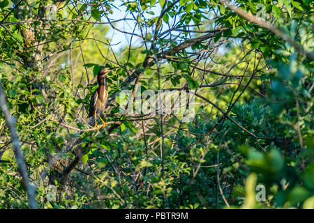 Ein Vogel auf einem Baum in Ham Lake, Minnesota Stockfoto