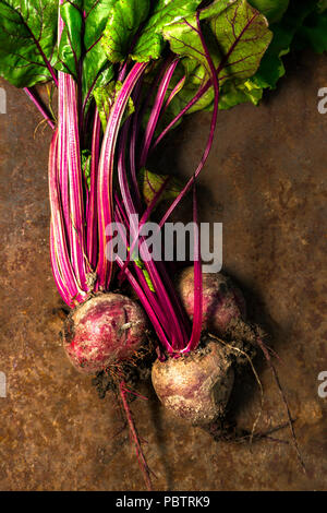 Frische rohe rote Rüben aus dem Garten auf einem strukturierten Hintergrund gesammelt Stockfoto