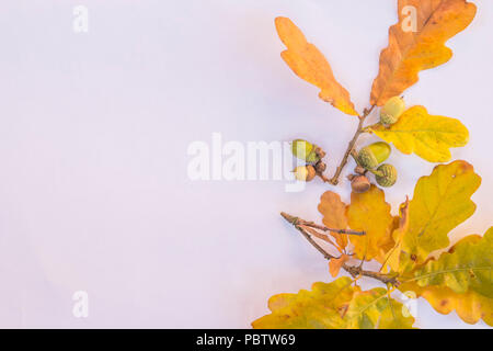 Eiche Zweige mit Blättern und Eicheln auf weißem Hintergrund. Flach, Ansicht von oben. Eiche Blätter und Eicheln isoliert. Herbst Eichenzweig und Eicheln. Kopieren Sie Platz Stockfoto