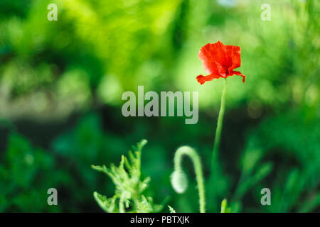 Poppy Flower. Nahaufnahme auf grünem Hintergrund. Blume, Frühling, Blumen, Mohn. Orange poppy flower. Stockfoto