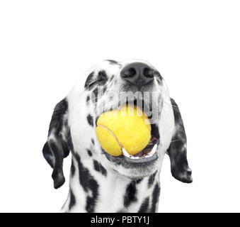 Süße Dalmatiner Hund mit einem Ball im Maul. Auf weiß Isoliert Stockfoto
