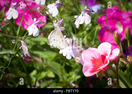 Makro- und Nahaufnahme Fotos von lobelia Blumen mit Kohlweißling auf Blüten in der Mitte geschossen Stockfoto