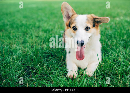 Welsh Corgi Hund auf Wiese Stockfoto