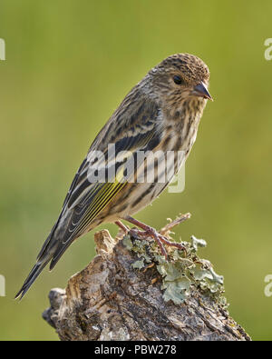 Pine Siskin (Spinus pinus) Sacramento County Kalifornien USA Stockfoto