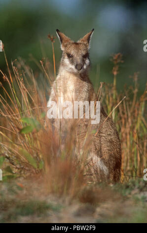 Eine AGILE WALLABY (MACROPUS AGILIS) stehen in langen Gras, Queensland, Australien Stockfoto