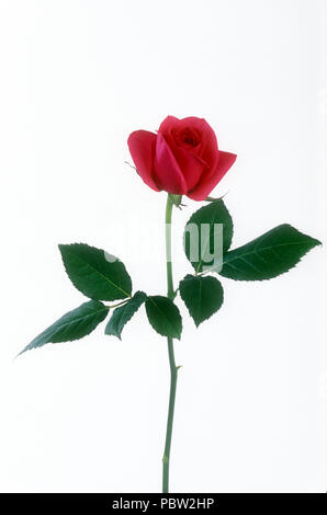 STUDIENBILD EINES EINZELNEN ROTEN ROSEN (ROSA) VOR EINEM WEIßEN HINTERGRUND. Stockfoto