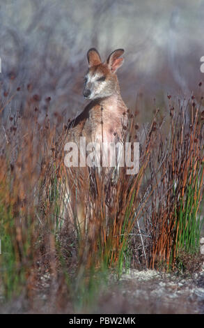 Eine AGILE WALLABY (MACROPUS AGILIS) stehen in langen Gras, Queensland, Australien Stockfoto