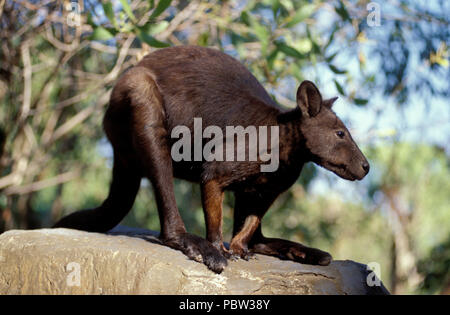 BLACK-FOOTED ROCK WALLABY (PETROGALE LATERALIS) NORTHERN TERRITORY, AUSTRALIEN Stockfoto