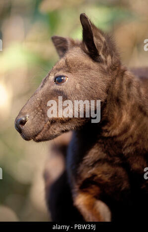 BLACK-FOOTED ROCK WALLABY (PETROGALE LATERALIS) NORTHERN TERRITORY, AUSTRALIEN Stockfoto