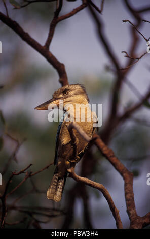 BLUE-WINGED KOOKABURRA (DACELO LEACHII) KAKADU NATIONAL PARK, NORTHERN TERRITORY. Stockfoto