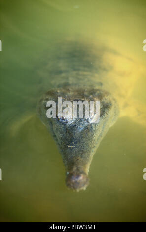 Süßwasser KROKODIL BEKANNT ALS 'FRESHIE' (CROCODYLUS JOHNSTONI) Windjana Gorge, WESTERN AUSTRALIA Stockfoto