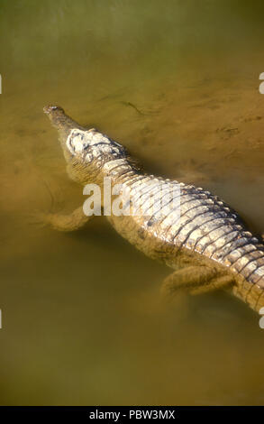 Süßwasser KROKODIL BEKANNT ALS 'FRESHIE' (CROCODYLUS JOHNSTONI) Windjana Gorge, WESTERN AUSTRALIA Stockfoto