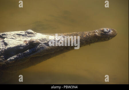 Kopf einer süsswasser Krokodil, KIMBERLEYS, WESTERN AUSTRALIA. Stockfoto