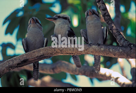 Lachende KOOKABURRAS (DACELO NOVAEGUINEAE SYN D. GIGAS) YANCHEP NATIONALPARK, WESTERN AUSTRALIA. Stockfoto