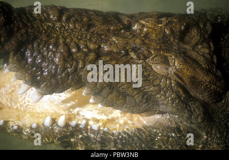 Nahaufnahme des Kopfes und der KIEFERKNOCHEN EINES Meerwasser oder Süßwasser Krokodile (CROCDYLUS POROSUS) Crocodile Park, Northern Territory, Australien. Stockfoto