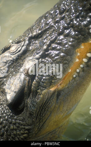 Nahaufnahme des Kopfes und der KIEFERKNOCHEN EINES Meerwasser oder Süßwasser Krokodile (CROCDYLUS POROSUS) Crocodile Park, Northern Territory, Australien. Stockfoto