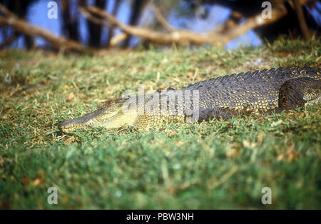 Ein Salzwasser Krokodil (CROCODYLUS POROSUS) AN DEN UFERN DER REYNOLDS RIVER, Northern Territory, Australien Stockfoto