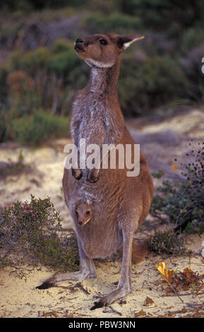 WESTERN GREY KANGAROO (MACROPUS FILIGINOSUS OCYDROMUS) mit Joey im Beutel, CAPE LE GRANDE, WESTERN AUSTRALIA. Stockfoto