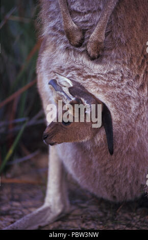 Ein WESTERN GREY KANGAROO (MACROPUS FILIGINOSUS OCYDROMUS) mit Joey im Beutel, CAPE LE GRANDE, WESTERN AUSTRALIA. Stockfoto