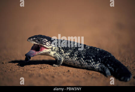 Schläfrig oder SHINGLEBACK SKINK, AUCH ALS BOB-TAILED GOANNA (TRACHYDOSAURUS RUGOSUS) Mit herausgestreckter Zunge, OUTBACK WESTERN AUSTRALIA Stockfoto