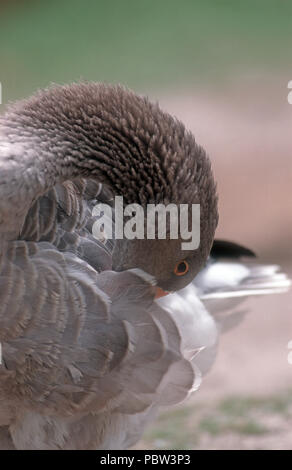 NAHAUFNAHME EINER GRAUGANS (ANSER ANSER) MIT KOPF AUF DEM FLÜGEL. Stockfoto