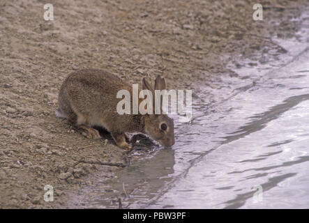 Eine Europäische Wild Kaninchen (Oryctolagus cuniculus) Getränke aus einem Wasserloch in Dürre betroffenen Outback Australien. Stockfoto