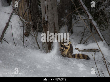 Schüchtern racoon versteckt sich hinter einem Baum Stockfoto