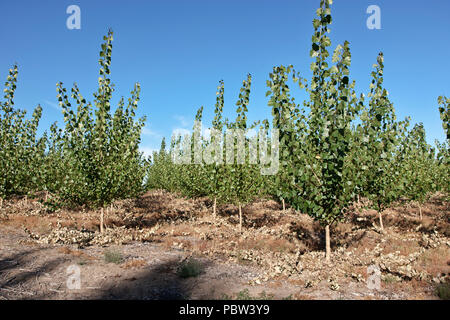 Junge Hybrid Pappeln 'Populus canescens x Populus trichocarpa', von Stecklingen gewachsen. Oregon, Morrow County, USA. Stockfoto