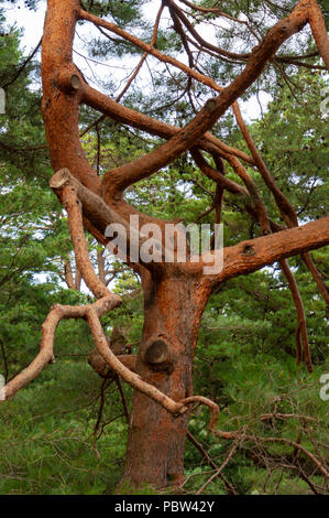 Verwirrte Ästen eines alten japanischen Red Pine (Pinus densiflora). Arnold Arboretum, Boston, Massachusetts, USA Stockfoto