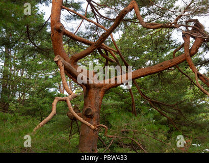 Verwirrte Ästen eines alten japanischen Red Pine (Pinus densiflora). Arnold Arboretum, Boston, Massachusetts, USA Stockfoto