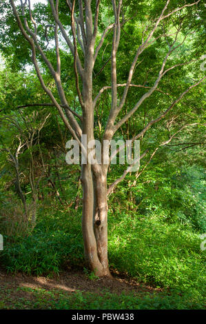 Japanisch (stewartia pseudocamellia Stewartia) in einem dichten Wald, mit Zwerg Bambus (Arundinaria humilis) Unterholz. Arnold Arboretum, Boston, MA Stockfoto