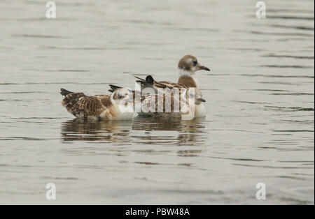 Drei hübsche junge Lachmöwe (Chroicocephalus ridibundus) Schwimmen in einem See in Großbritannien. Stockfoto