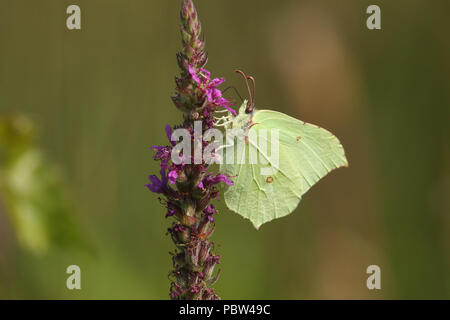 Eine atemberaubende Zitronenfalter (Gonepteryx rhamni) nectaring auf blutweiderich (Lythrum salicaria). Stockfoto
