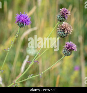 Melancholie Thistle (Cirsium heterophyllum) Blühende in der Landschaft von Sussex Stockfoto