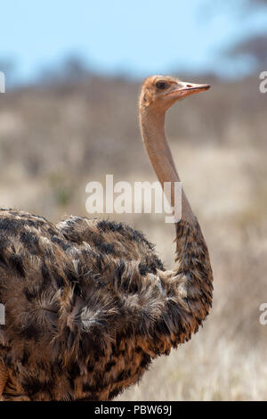 Weibchen der afrikanischen Strauß (Struthio Camelus) in nationale Reserve Park in Kenia Stockfoto