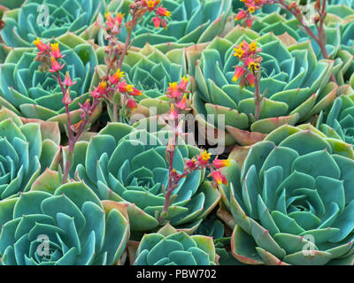 Alte Hühner und Küken, Hühner und Küken, Blau Echeveria, Glaucous Echeveria in Blume Stockfoto