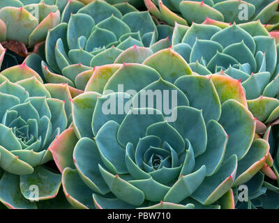 Alte Hühner und Küken, Hühner und Küken, Blau Echeveria, Glaucous Echeveria in Blume Stockfoto