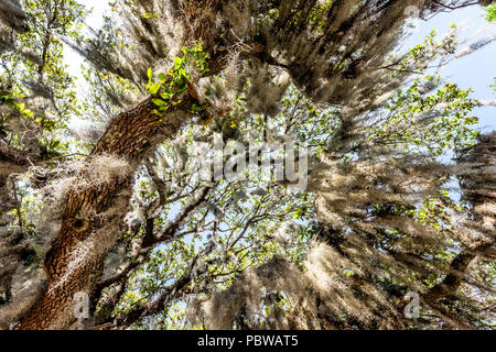 Closeup niedrigen Winkel, Ansicht von hohen südlichen live oak tree Perspektive mit hängenden Spanisches Moos in Savannah, Georgia Stockfoto