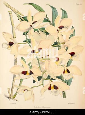 158 Dendrobium pulchellum (als D dalhousieanum) - Warner, Williams - Wählen Sie Orch. Anlagen 1, PL. 22 (1862-1865) Stockfoto