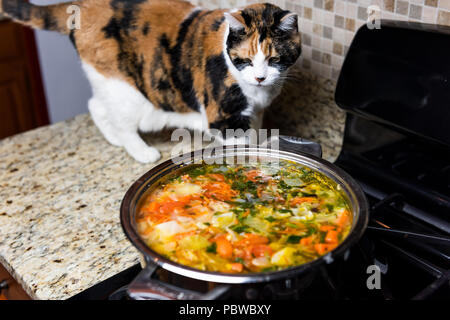 Man neugierig Calico Cat schnüffeln riechen Hausgemachte Gemüsesuppe, stehend auf der Arbeitsplatte in der Küche, heißer Dampf Stockfoto